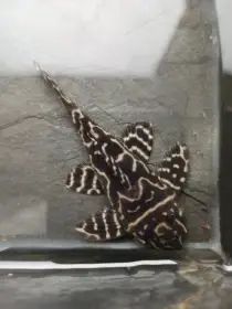 Hypancistrus L340