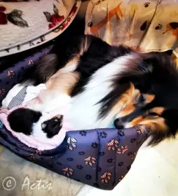 Prodám Kolii dlouhosrstou s PP fena trikolor