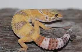 Gekončík noční - letošní mláďata