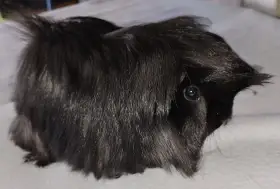 Dlouhosrsté morčátko