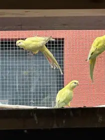 Papoušek nádherný