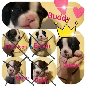 Bostonský teriér colorred