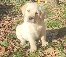 Labrador krásný pejsek s PP
