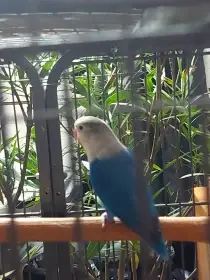 Koupím samici agapornis fischeri