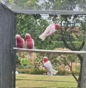 Kakadu šalamounský