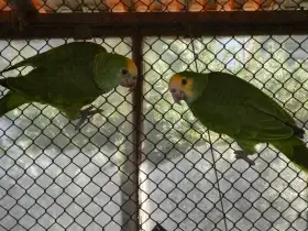 Amazoňan žlutoramenný