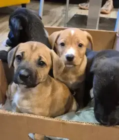 Kříženci – retrívr x labrador x ridgeback x stafford