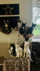 Vánoční štěstí