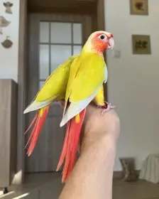 Ručně dokrmené pyrurky k odběru v prosinci - možnost závazné rezervace