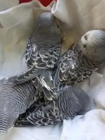 Prodám antracitové andulky, odchov roku 2025