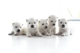 Kishu Inu štěňata s PP FCI k odběru 22. 12. 2025