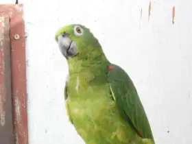 Amazoňan surinamský