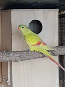 Papoušek horský lemovaný