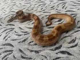 Columbian Motley Hypo, 100% het. Albino