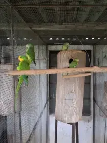 Papoušek nádherný