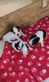 3 jorkšírští kluci bez PP