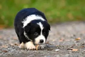 Border kolie - štěňata s průkazem původu