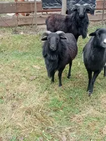 Kamerunská ovce - beránci