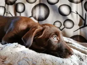 Štěňátka na prodej - rhodéský ridgeback  border kolie