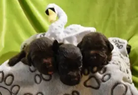 Labradorský retriever s PP Hnědá štěňátka