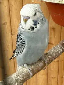 Mláďata andulek antracitové barvy