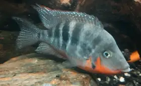 Kančík červenohrdlý