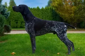 Německý krátkosrstý ohař - chovný pes