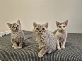 Selkirk rex - jedinečné kudrnaté plemeno