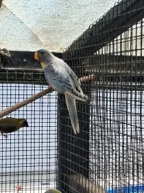 Neoféma modrohlavá lemovaná violeta - 1,0   nebo i vyměním