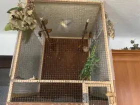 Čížek ohnivý  kříženec