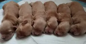 Anglický kokršpaněl s PP