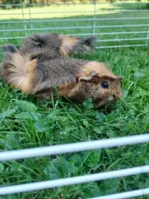 Daruji 2 morčata – samičky (2 roky, rozetové)