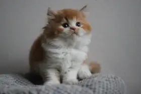 Britský kocourek s PP