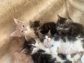 Mainská mývalí kočka, kocourci s PP