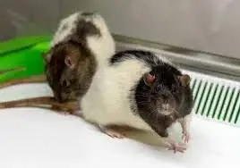 Prodej potkanů a myší na burze v Teplicích 22.11.sobota