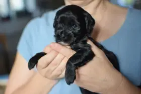 Besi, elegantní černá - bílá náprsenka a špička ocásku.