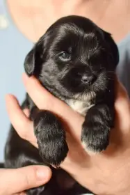 Babeta, bílá náprsenka a špička ocásku