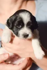 Berry, bílý pejsek s černými znaky.