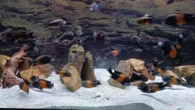 Tropheus Moorii Bemba