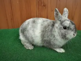 Zakrslý rhönský sameček