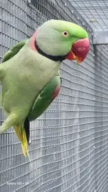 Alexandr velký  štěpitelný na modrou