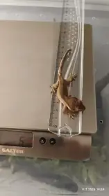 Pagekon řasnatý - mláďata na prodej