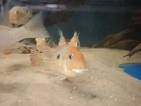 Geophagus tapajos