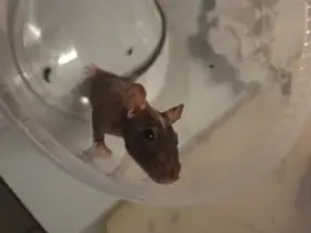 Bezsrsti potkani "fozz"