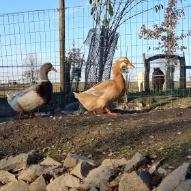 Saské kachny - jednotlivci i chovný kmen