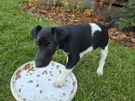 Hladkosrstý foxteriér