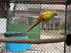 Papoušek horský pastel