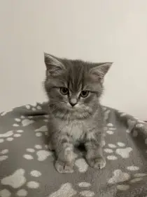 Koťátko bez PP (kočička tmavá)