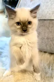 Ragdoll kotatka bez pp