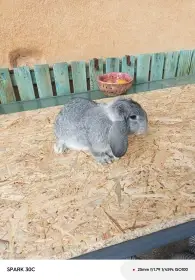 Prodám Zakrslé berany činčilové